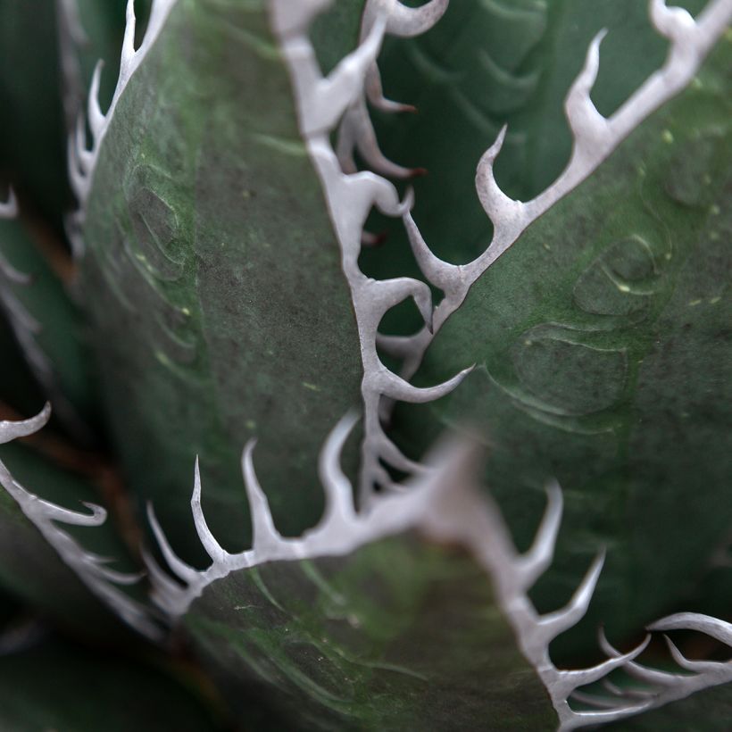 Agave titanota (Folhagem)
