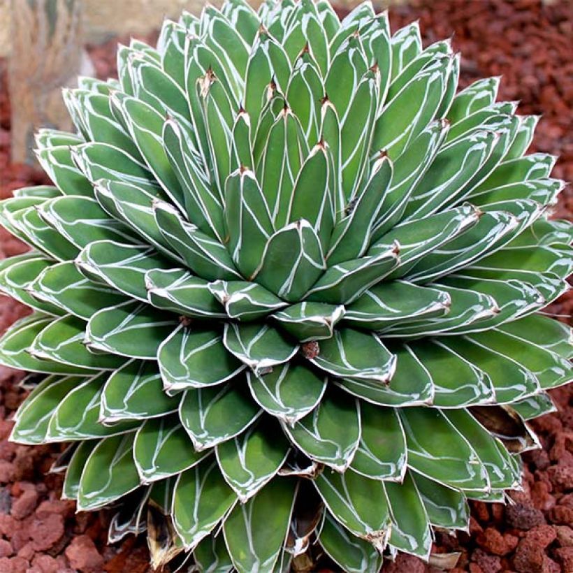 Agave victoriae (Hábito)