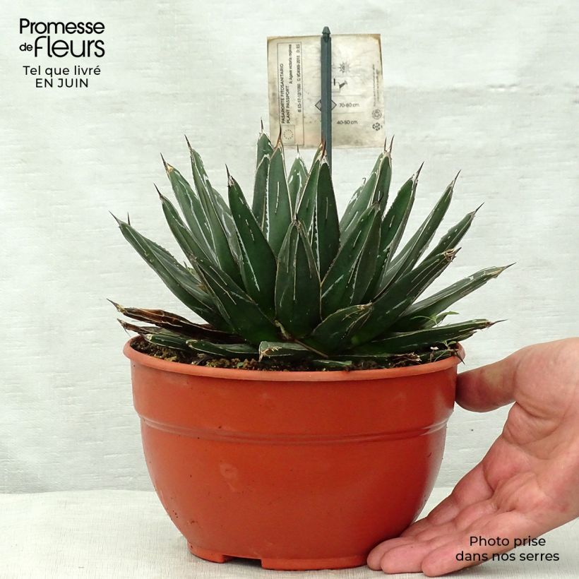 Amostra de Agave victoriae Vaso de 2 L/3 L tal como entregue no verão