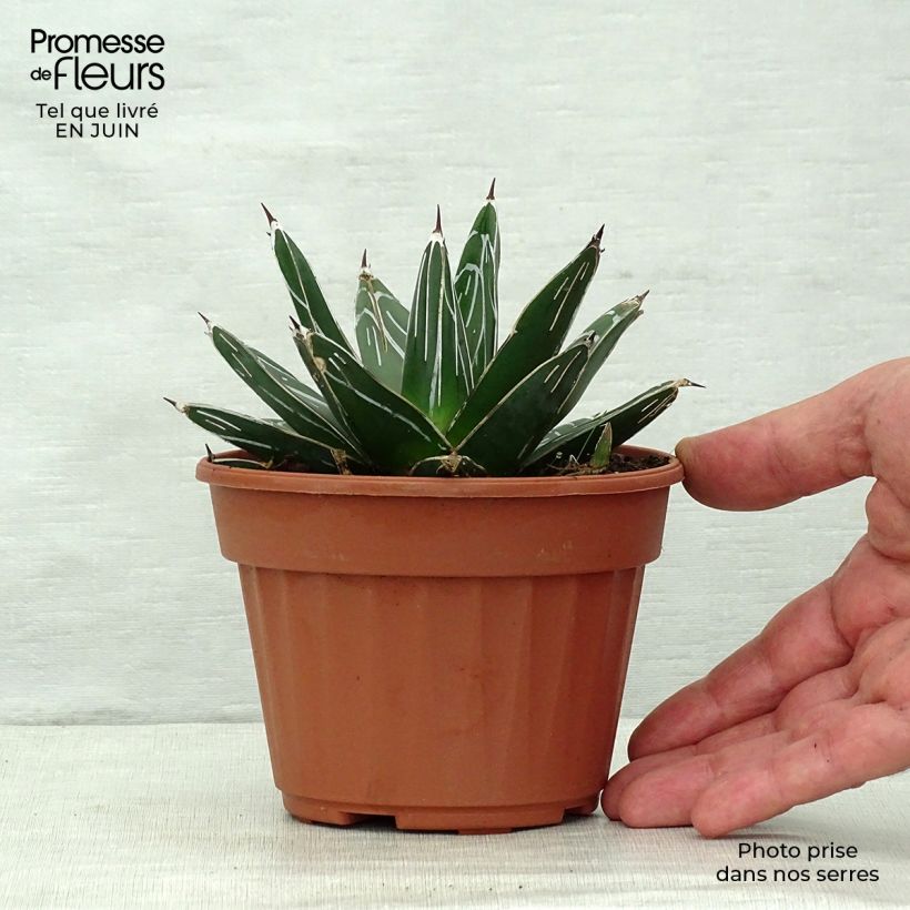 Amostra de Agave victoriae Vaso de 12 cm/13 cm tal como entregue no verão