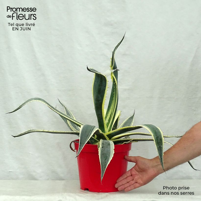 Amostra de Agave americana Variegata Vaso de 2 L/3 L tal como entregue no verão