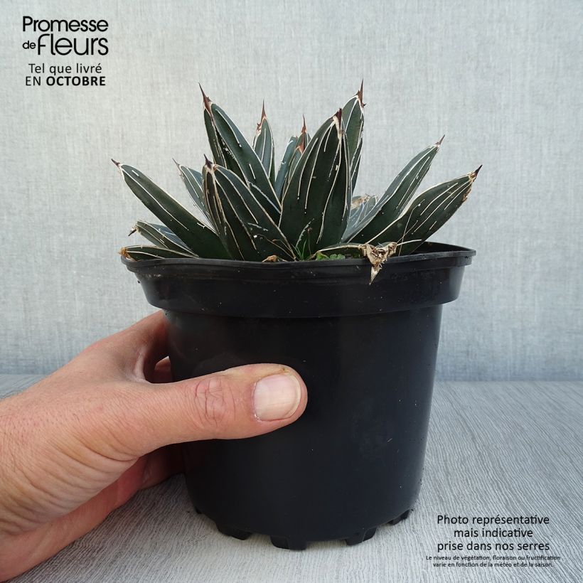 Amostra de Agave victoriae Vaso de 2 L/3 L tal como entregue no outono