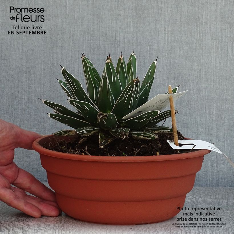 Amostra de Agave victoriae Vaso de 4 L/5 L tal como entregue no verão