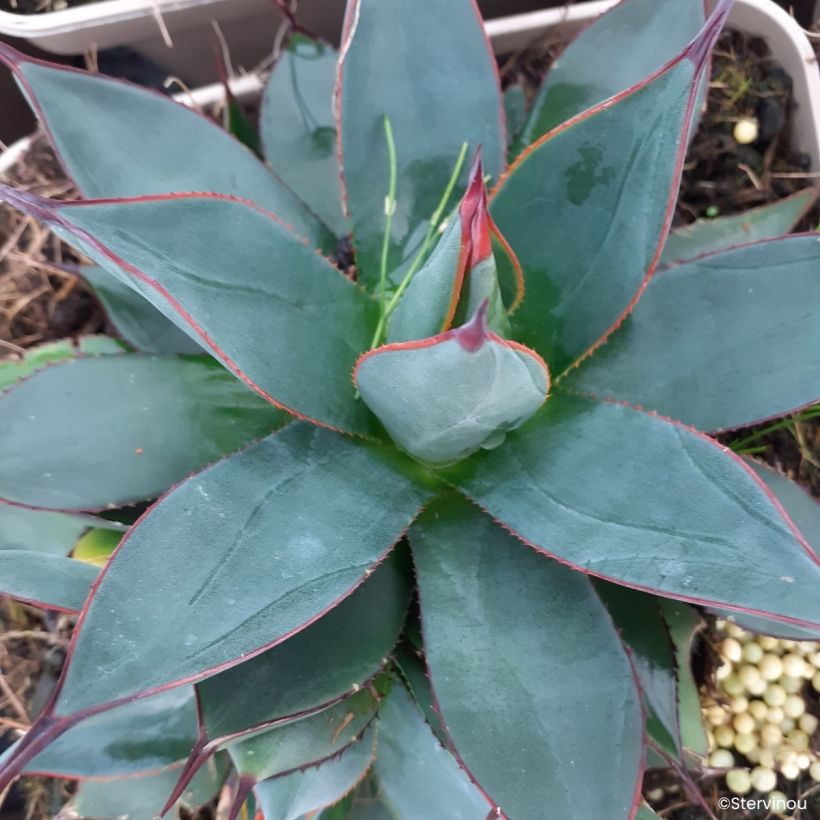 Agave attenuata Blue Ember (Floração)