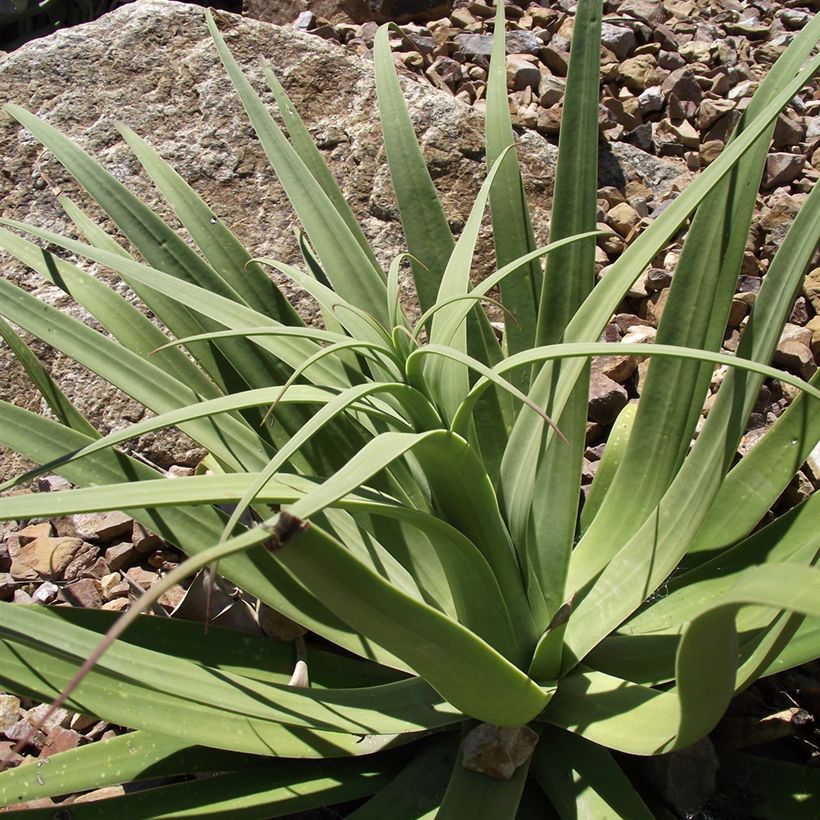 Agave bracteosa (Folhagem)