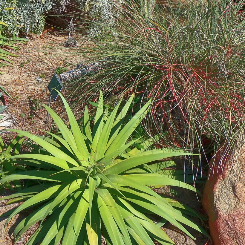 Agave bracteosa (Hábito)