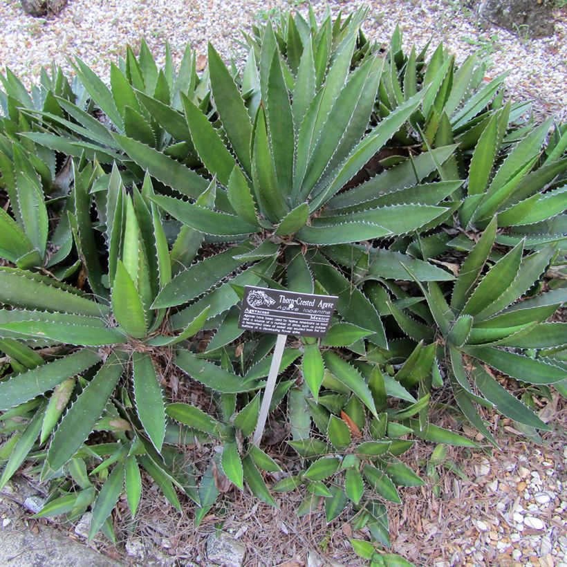 Agave lophantha (Hábito)