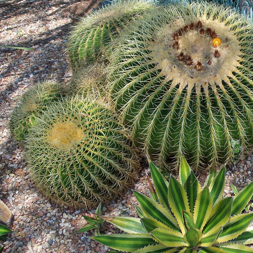 Agave lophantha Quadricolor (Hábito)