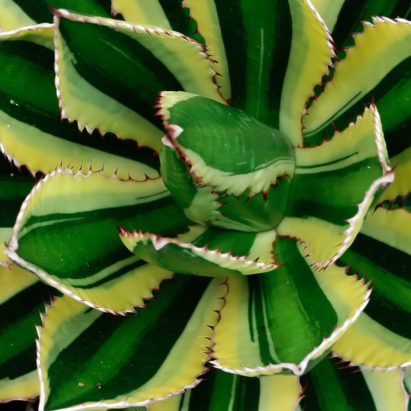 Agave lophantha Quadricolor (Folhagem)