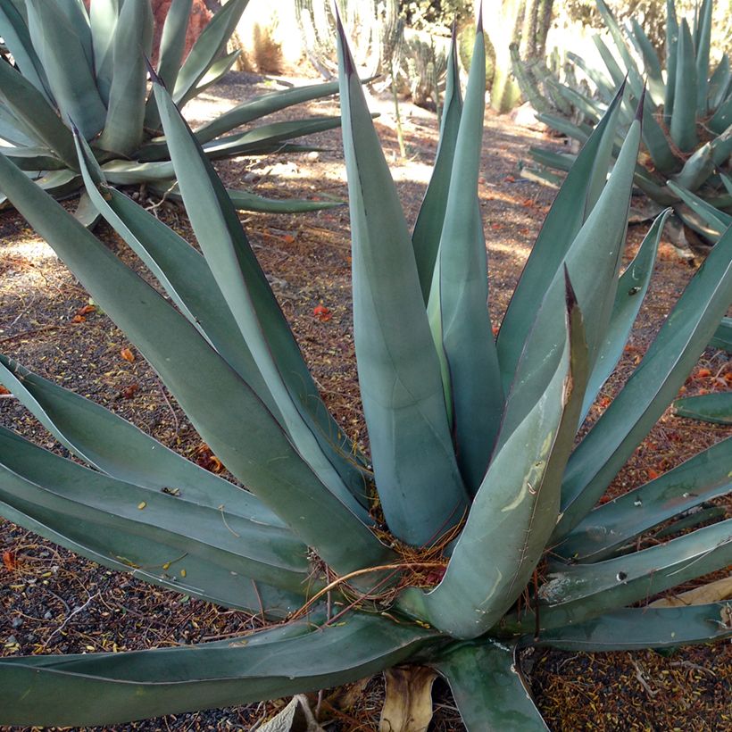 Agave x nigra (Hábito)
