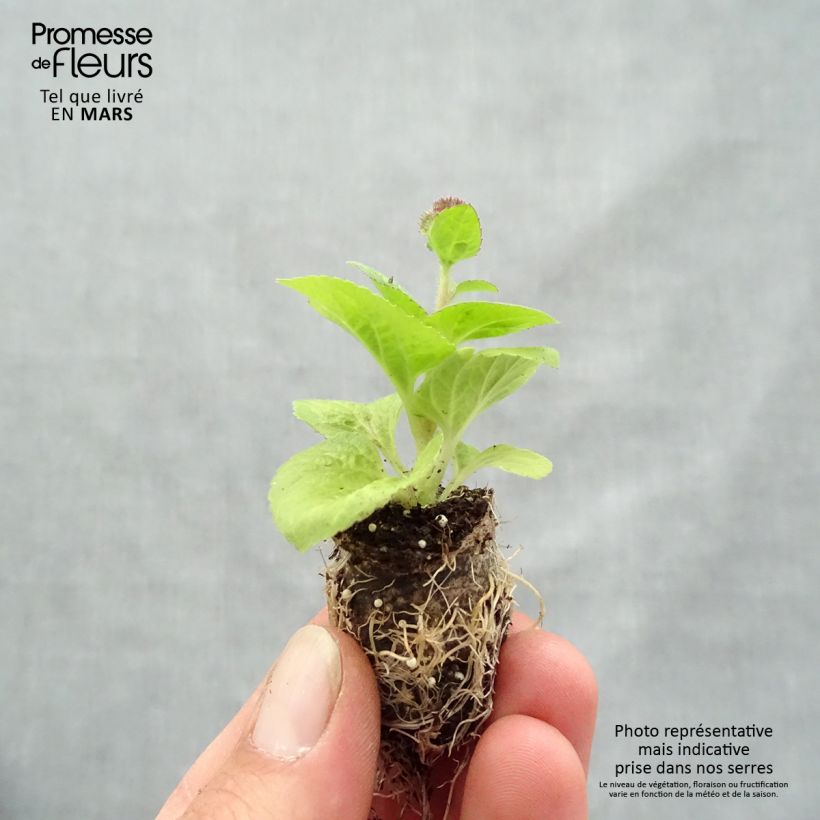 Amostra de Ageratum Cushion Violet - Agérate du Mexique Mini-motte Ø 1,5/2,5 cm tal como entregue na primavera