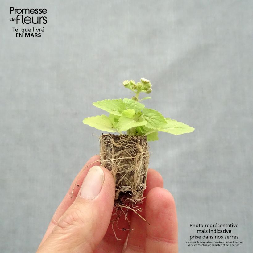 Amostra de Ageratum Cushion White - Agérate du Mexique Mini-motte Ø 1,5/2,5 cm tal como entregue na primavera