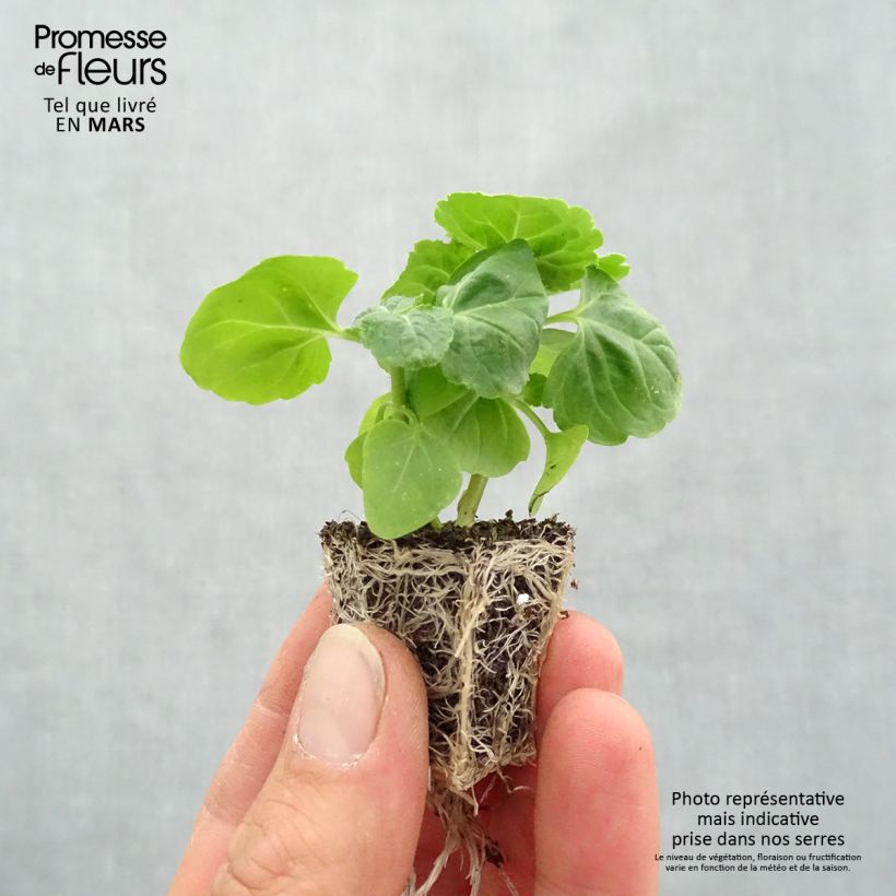 Amostra de Ageratum haut City Blue Jardimotte : motte 3,8 cm x 3,2 cm en plaque de culture par 16 tal como entregue na primavera