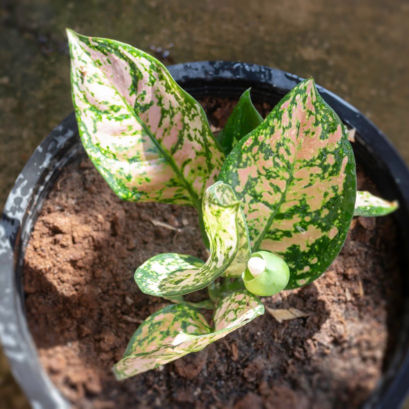 Aglaonema Beauty (Folhagem)