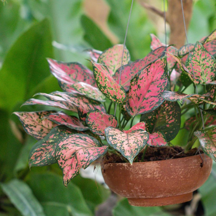 Aglaonema Beauty (Hábito)