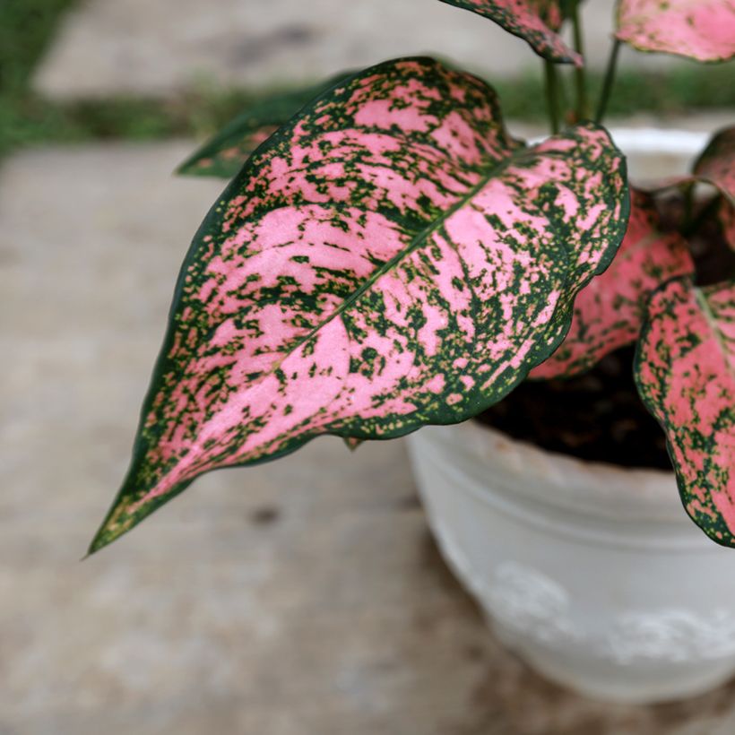 Aglaonema commutatum Red Valentine (Folhagem)