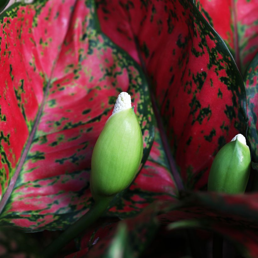 Aglaonema commutatum Red Valentine (Floração)
