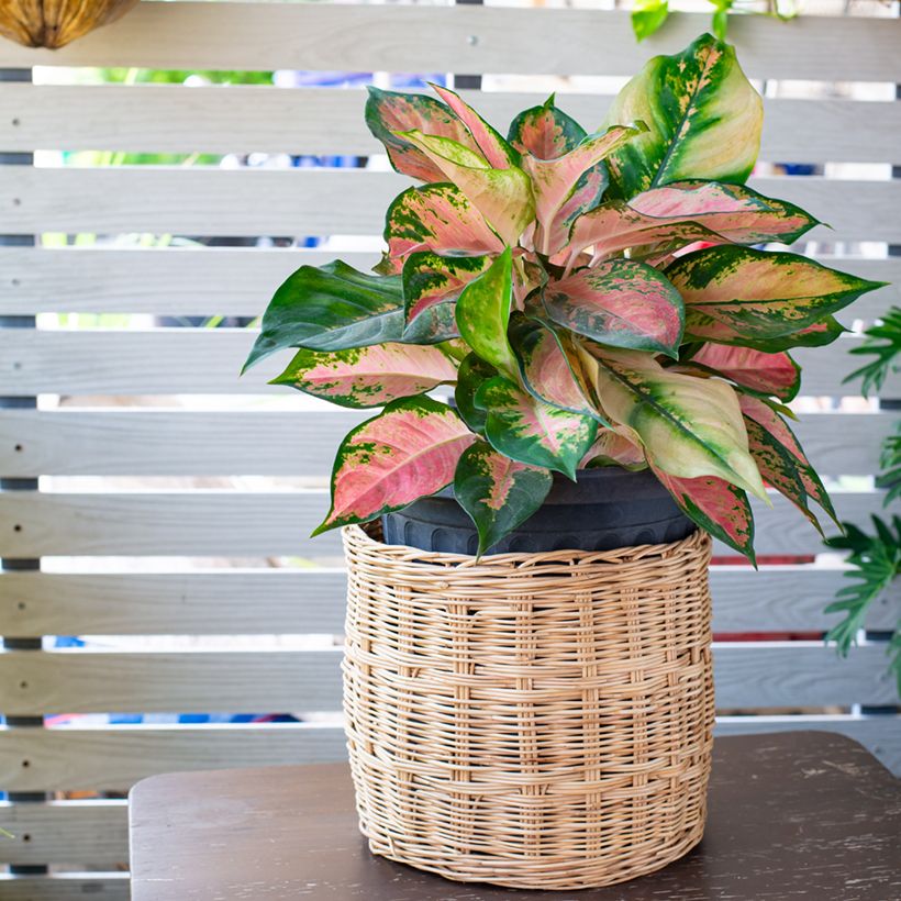 Aglaonema commutatum Red Valentine (Hábito)