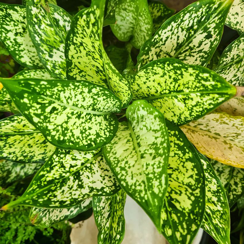 Aglaonema commutatum Snowflake (Folhagem)