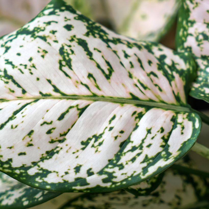 Aglaonema Variegata Pearls (Folhagem)