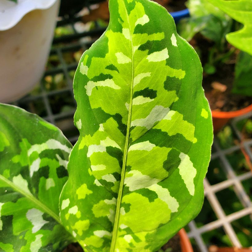 Aglaonema pictum Tricolor (Folhagem)