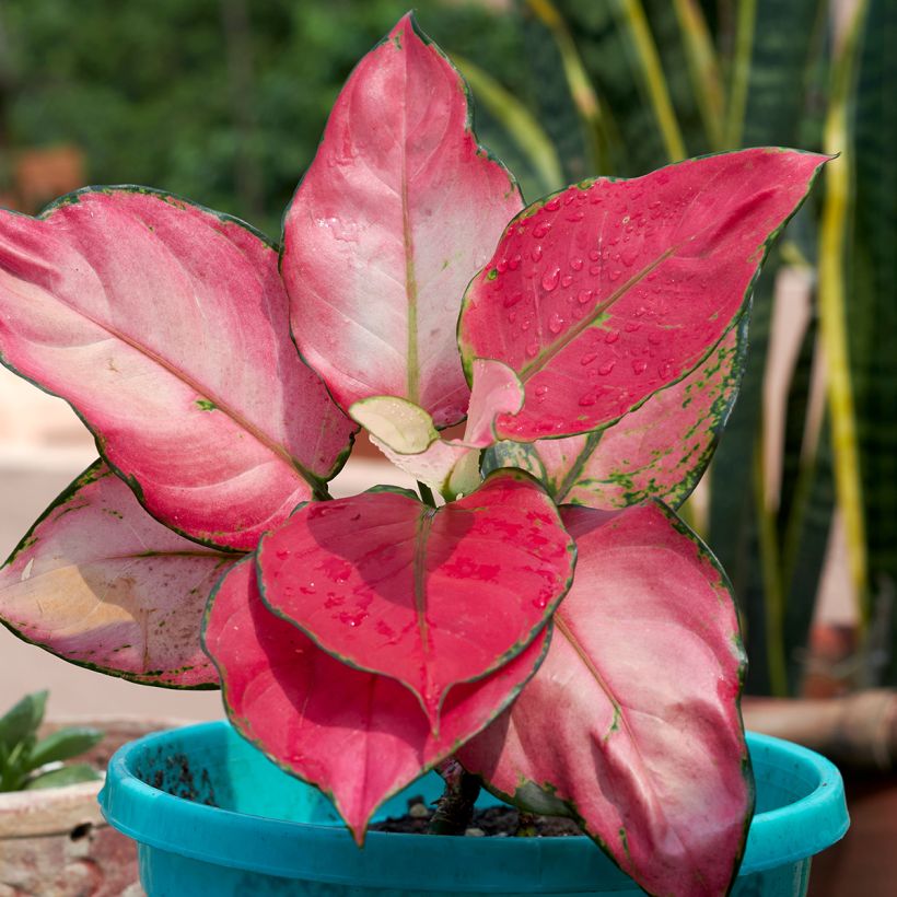 Aglaonema commutatum Red Zircon (Folhagem)