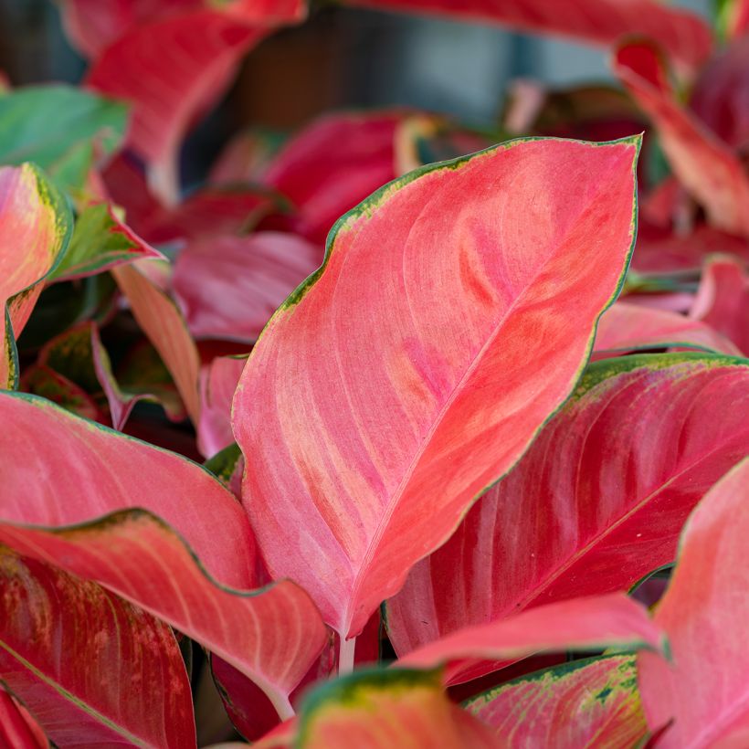 Aglaonema Rich Red (Folhagem)
