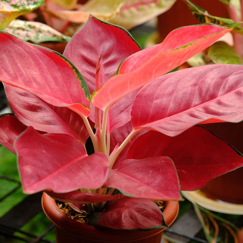 Aglaonema Rich Red (Hábito)