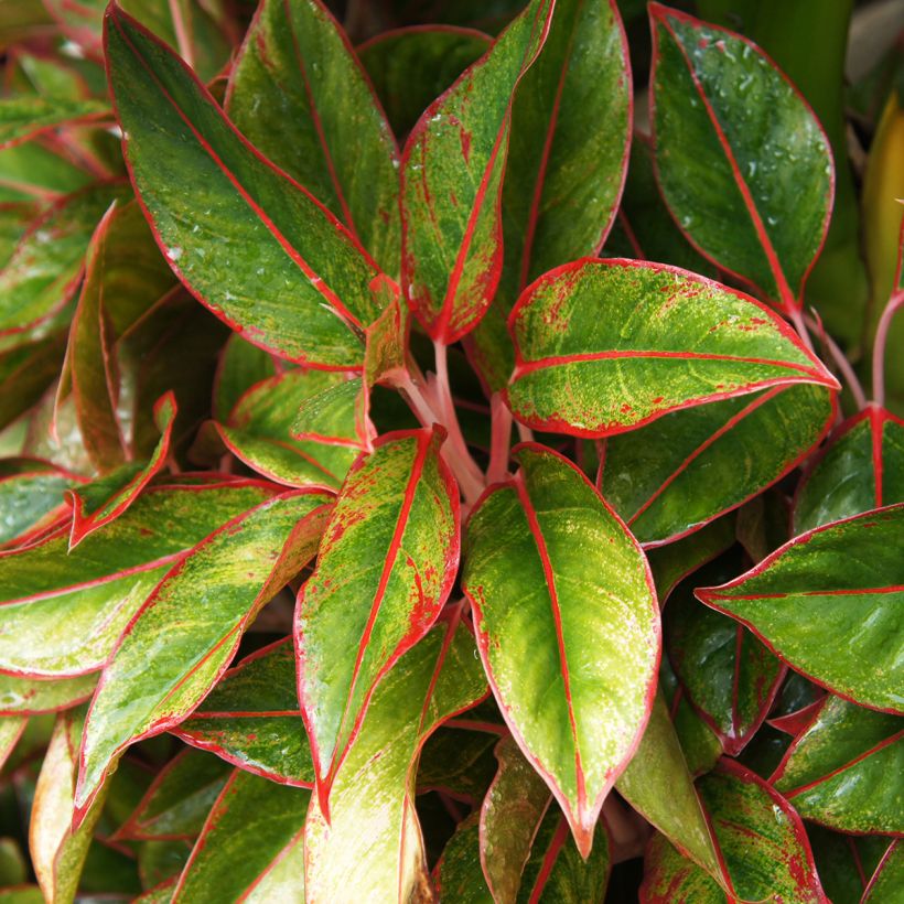 Aglaonema Siam Aurora (Folhagem)