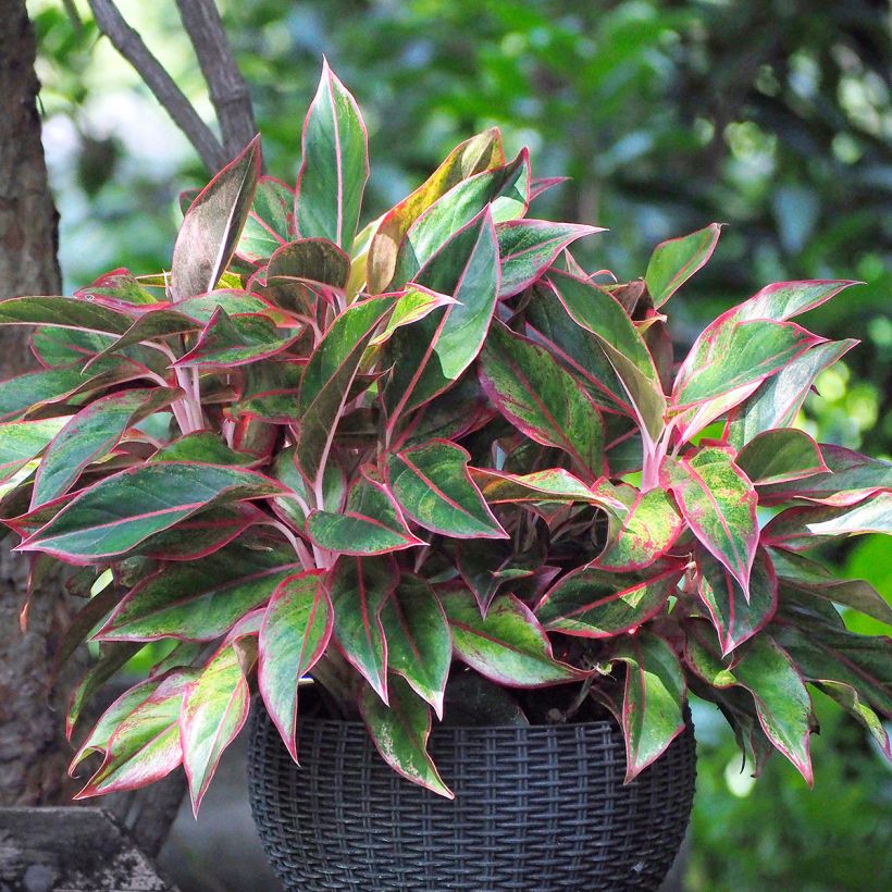 Aglaonema Siam Aurora (Hábito)