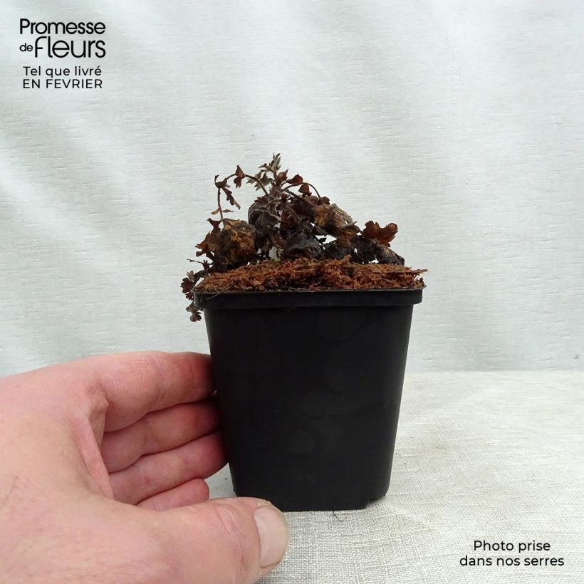 Amostra de Agrimonia eupatoria Alba Godet de 8/9 cm tal como entregue no inverno