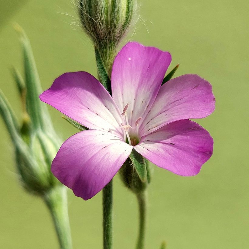 Agrostemma githago biológico em sementes - Niela-dos-trigos (Floração)