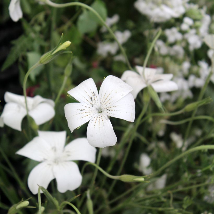Agrostemma githago Ocean Pearl em sementes (Floração)