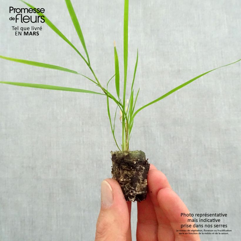 Amostra de Agrostis stolonifera Green Twist - Bamboo Grass Mini-motte Ø 1,5/2,5 cm tal como entregue na primavera