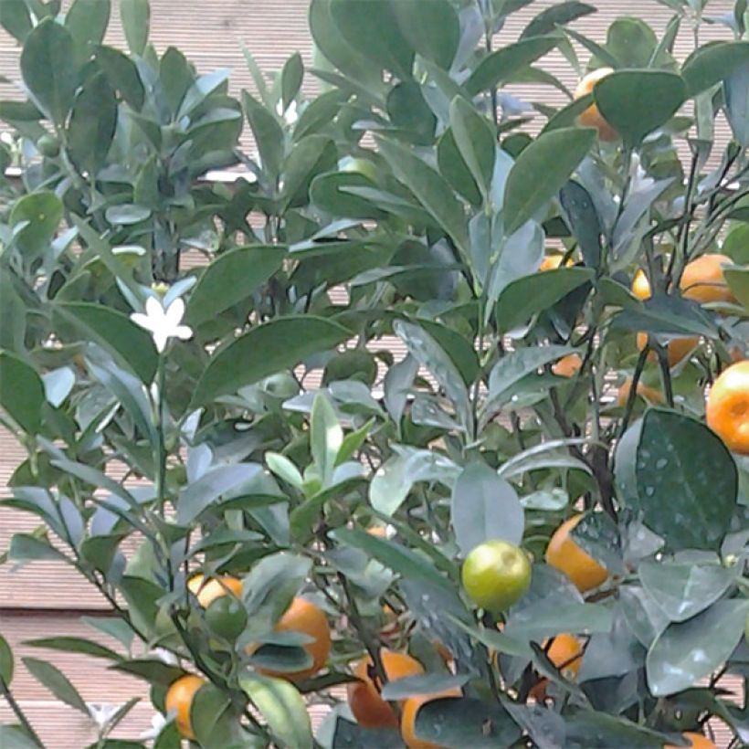 Calamondina - Citrus madurensis (mitis) (Folhagem)