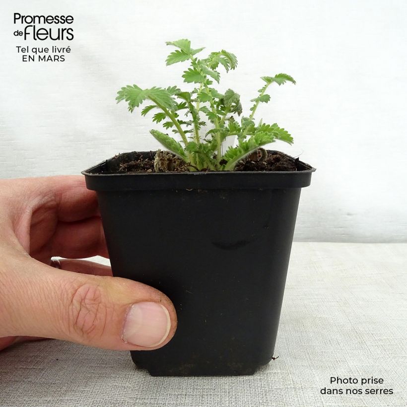 Amostra de Agrimonia eupatoria Vaso de 8/9 cm tal como entregue na primavera