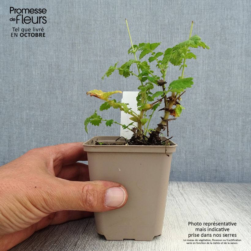 Amostra de Agrimonia eupatoria Vaso de 8/9 cm tal como entregue no outono