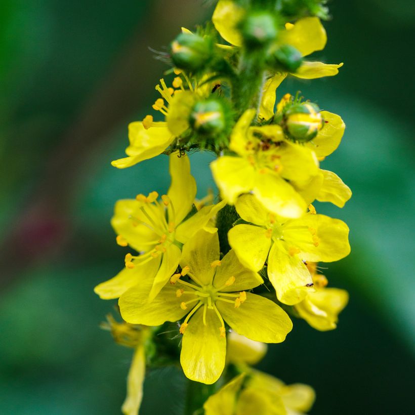Agrimonia eupatoria (Floração)