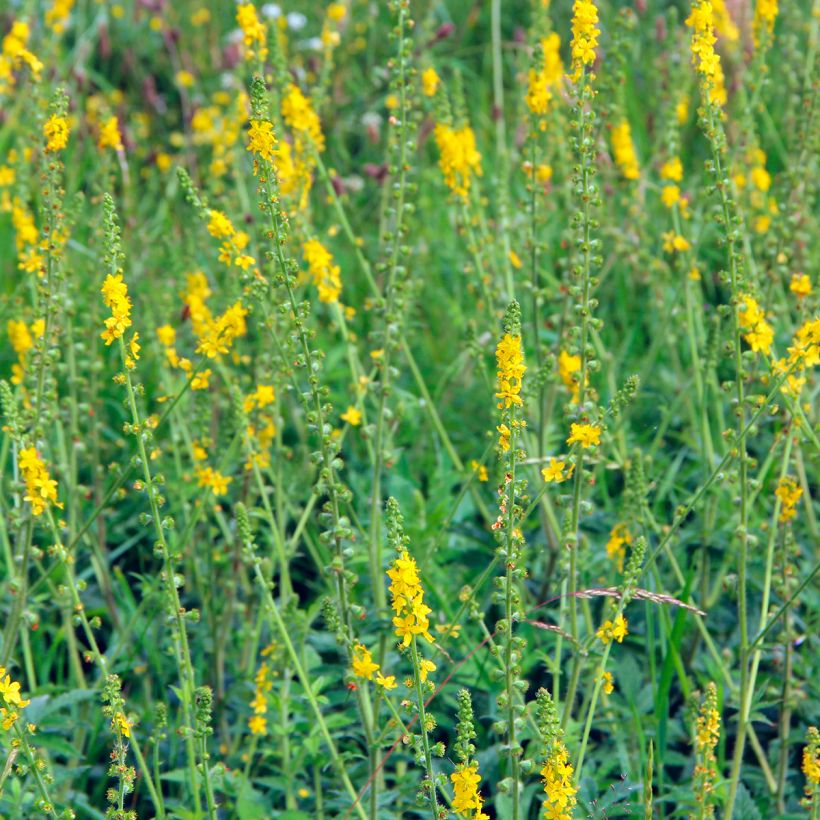 Agrimonia eupatoria (Hábito)