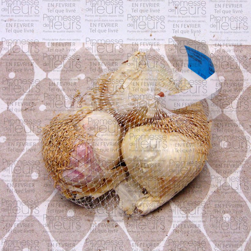 Exemplo de amostra de Alho Printanor Peça Calibre 45/+ mm tal como entregue