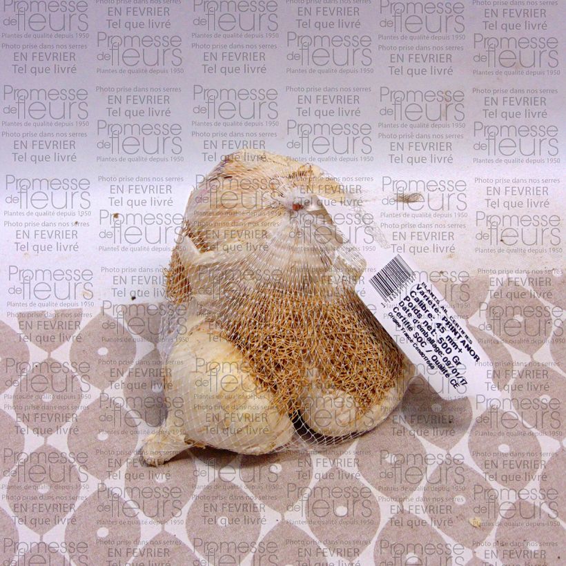 Exemplo de amostra de Alho Printanor Peça Calibre 45/+ mm tal como entregue