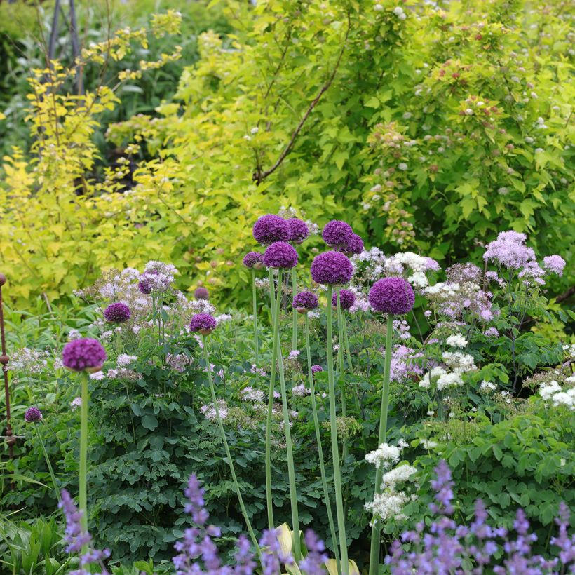 Allium Ambassador (Hábito)