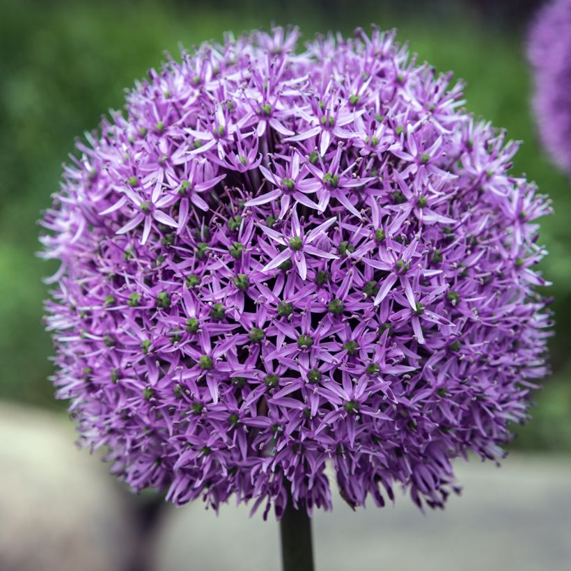 Allium Gladiator (Floração)