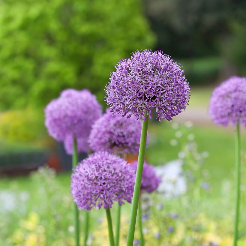 Allium Gladiator (Hábito)