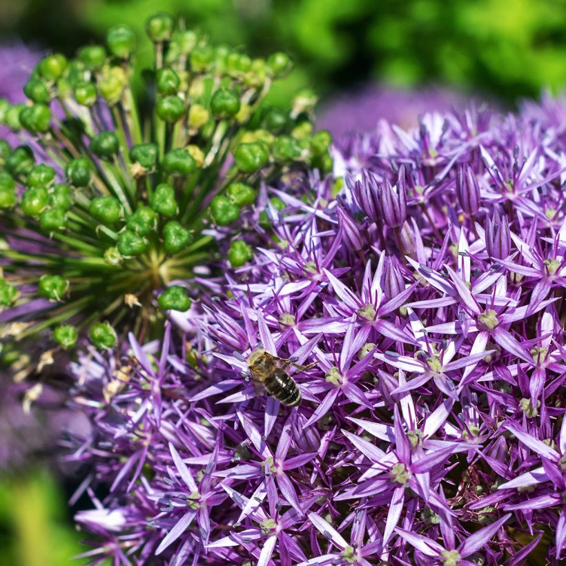 Allium Globemaster em sementes (Floração)