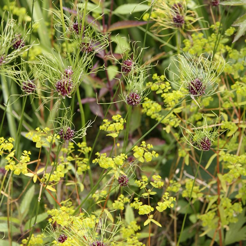 Allium vineale Hair (Hábito)