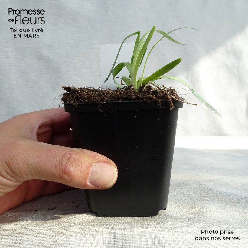 Amostra de Allium Millenium Vaso de 8/9 cm tal como entregue no inverno