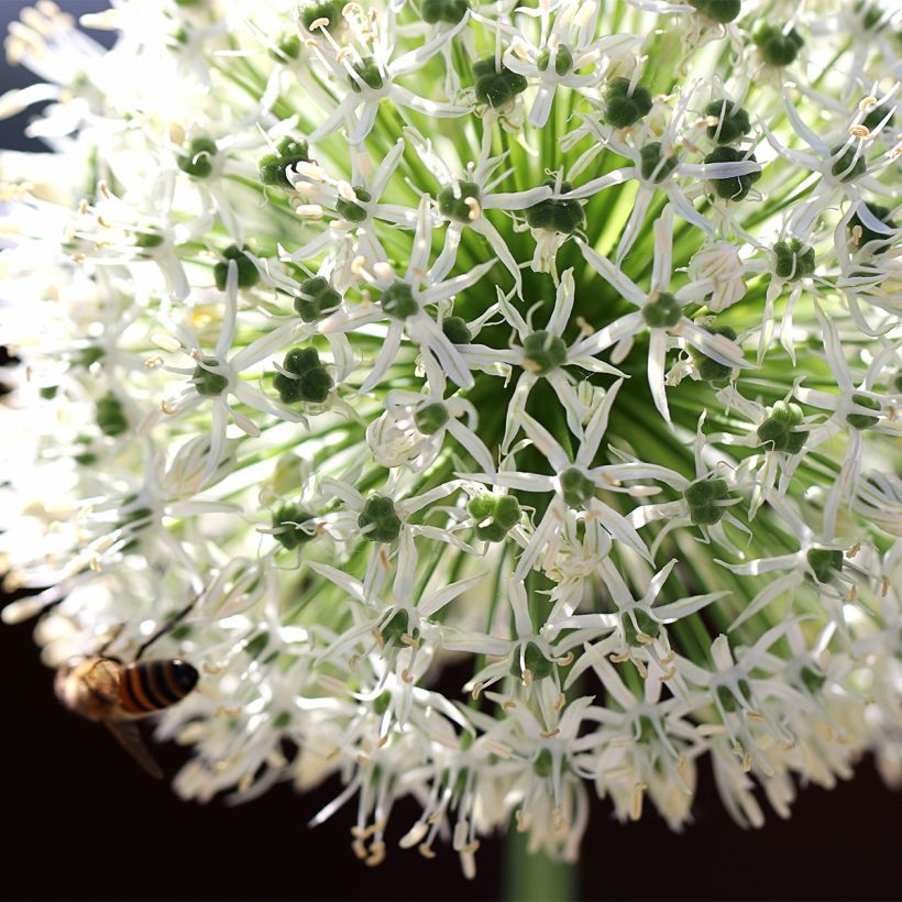 Allium stipitatum Mount Everest (Floração)