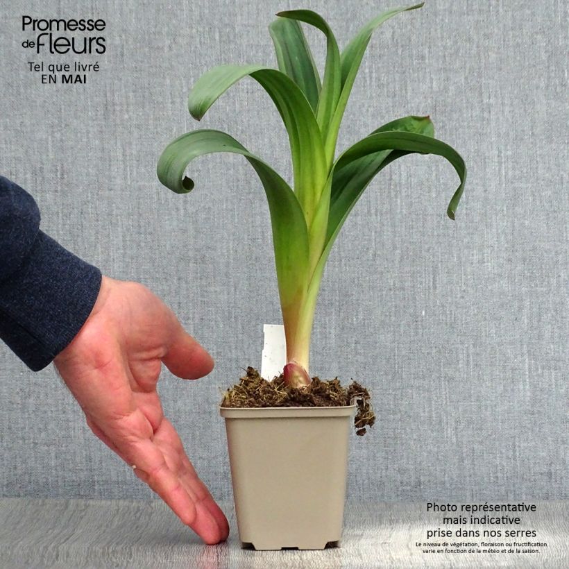 Amostra de Allium Ostara em sementes Vaso de 8/9 cm tal como entregue na primavera