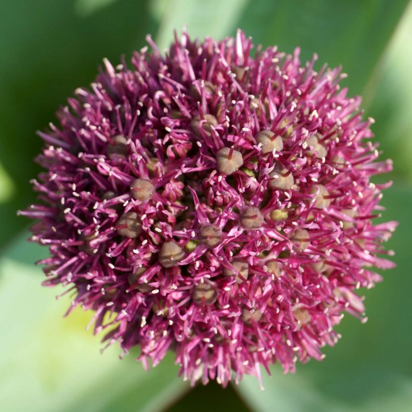 Allium Ostara em sementes (Floração)